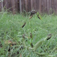 Chauliognathus lugubris at Conder, ACT - 13 Jan 2024