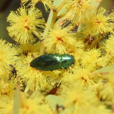 Melobasis obscurella (Obscurella jewel beetle) at Theodore, ACT - 26 Aug 2024 by owenh