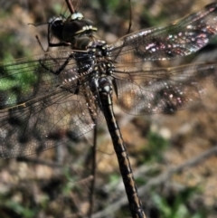 Anax papuensis (Australian Emperor) at Denman Prospect, ACT - 26 Aug 2024 by AaronClausen