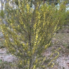 Acacia siculiformis (Dagger Wattle) at Garran, ACT - 23 Aug 2024 by ruthkerruish