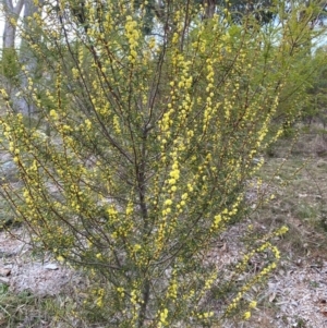 Acacia siculiformis at Garran, ACT - 23 Aug 2024 10:57 AM