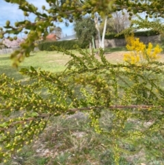 Acacia paradoxa at Garran, ACT - 23 Aug 2024 11:01 AM