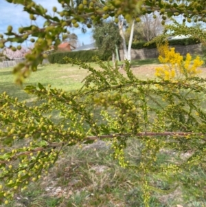 Acacia paradoxa at Garran, ACT - 23 Aug 2024 11:01 AM