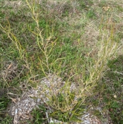 Acacia paradoxa at Garran, ACT - 23 Aug 2024 11:01 AM