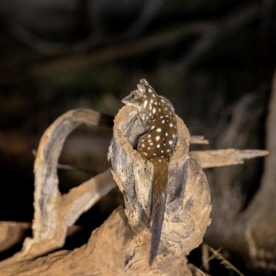 Dasyurus geoffroii (Chuditch, Western Quoll) at Williams, WA - 26 May 2022 by MichaelBedingfield