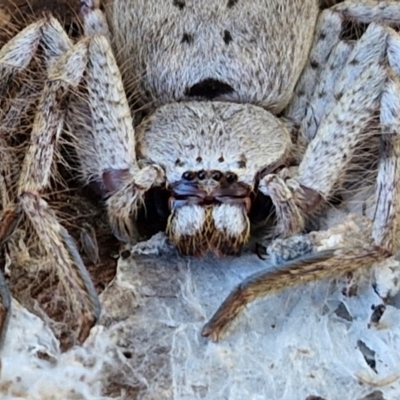 Isopeda canberrana (Canberra Huntsman Spider) at Lyneham, ACT - 26 Aug 2024 by trevorpreston