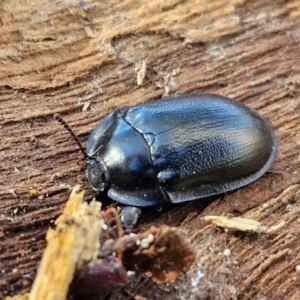 Pterohelaeus striatopunctatus at Lyneham, ACT - 26 Aug 2024 12:38 PM