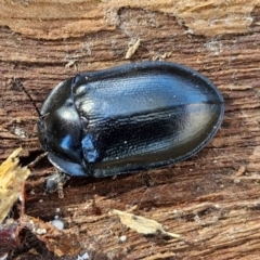 Pterohelaeus striatopunctatus at Lyneham, ACT - 26 Aug 2024 12:38 PM