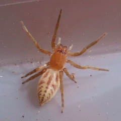 Clubiona sp. (genus) (Unidentified Stout Sac Spider) at Narrabundah, ACT - 22 Aug 2024 by RobParnell