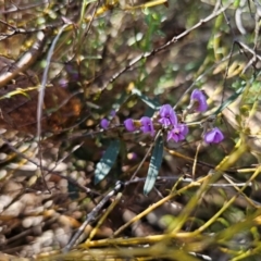 Hovea heterophylla (Common Hovea) at Captains Flat, NSW - 26 Aug 2024 by Csteele4