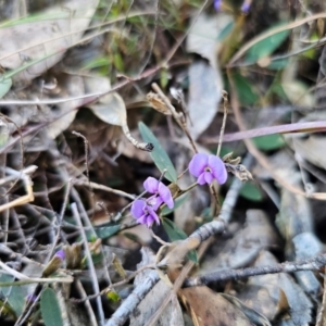 Hovea heterophylla at Captains Flat, NSW - 26 Aug 2024 02:00 PM