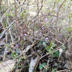 Hovea heterophylla at Captains Flat, NSW - 26 Aug 2024 02:00 PM