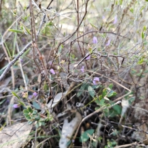 Hovea heterophylla at Captains Flat, NSW - 26 Aug 2024