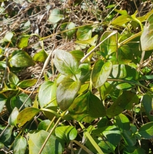 Vinca major at Evatt, ACT - 24 Aug 2024 02:40 PM