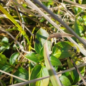 Vinca major at Evatt, ACT - 24 Aug 2024 02:40 PM