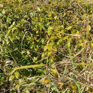 Vinca major at Evatt, ACT - 24 Aug 2024 02:40 PM