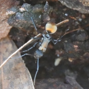 Polyrhachis ammon at Hall, ACT - 26 Aug 2024 10:50 AM