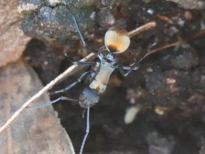 Polyrhachis ammon (Golden-spined Ant, Golden Ant) at Hall, ACT - 26 Aug 2024 by Anna123