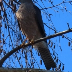 Tachyspiza cirrocephala (Collared Sparrowhawk) at Narrabundah, ACT - 26 Aug 2024 by RobParnell