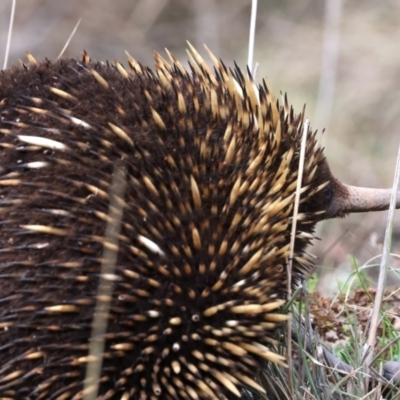 Tachyglossus aculeatus (Short-beaked Echidna) at Ainslie, ACT - 17 Aug 2024 by jb2602