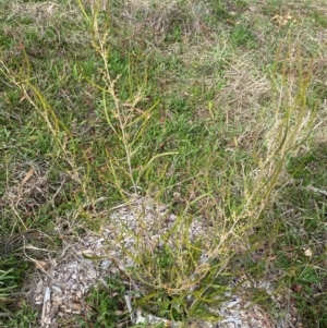 Acacia lanigera var. lanigera at Garran, ACT - 23 Aug 2024