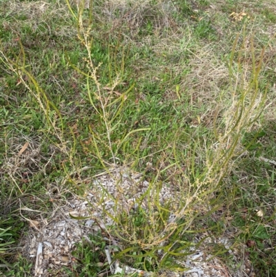 Acacia lanigera var. lanigera (Woolly Wattle, Hairy Wattle) at Garran, ACT - 23 Aug 2024 by ruthkerruish