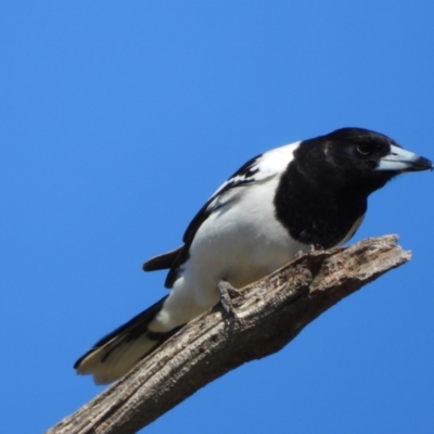 Cracticus nigrogularis (Pied Butcherbird) at Kambah, ACT - 26 Aug 2024 by LineMarie