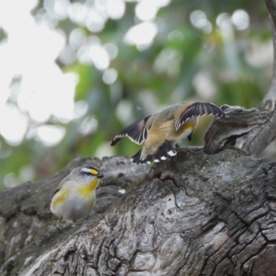 Pardalotus striatus (Striated Pardalote) at Kambah, ACT - 19 Aug 2024 by LineMarie