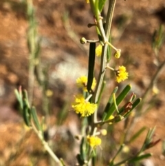 Acacia flexifolia (Bent-leaf Wattle) at Hall, ACT - 25 Aug 2024 by strigo