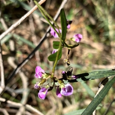 Glycine clandestina (Twining Glycine) at Hall, ACT - 26 Aug 2024 by strigo