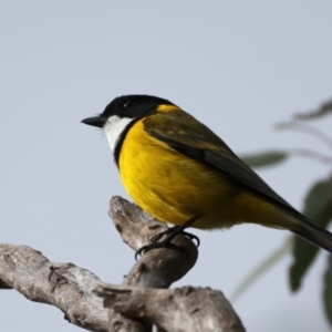 Pachycephala pectoralis at Ainslie, ACT - 17 Aug 2024