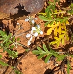 Arabidella eremigena at Tibooburra, NSW - 28 Jun 2024 by Tapirlord