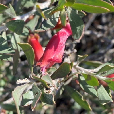 Eremophila maculata (Spotted Emu Bush, Spotted Fuchsia) at Tibooburra, NSW - 28 Jun 2024 by Tapirlord