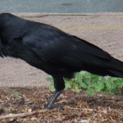 Corvus coronoides (Australian Raven) at Phillip, ACT - 19 Aug 2024 by RobParnell