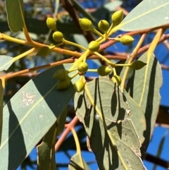 Eucalyptus camaldulensis subsp. arida (Inland River Red Gum) at Tibooburra, NSW - 28 Jun 2024 by Tapirlord