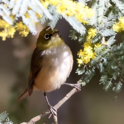 Zosterops lateralis (Silvereye) at Ainslie, ACT - 17 Aug 2024 by jb2602