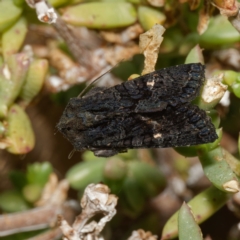 Neumichtis nigerrima (Black Turnip Moth) at Harrison, ACT - 25 Aug 2024 by DPRees125