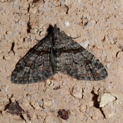 Phrissogonus laticostata (Apple looper moth) at Harrison, ACT - 25 Aug 2024 by DPRees125