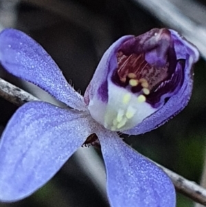 Cyanicula caerulea at Aranda, ACT - suppressed