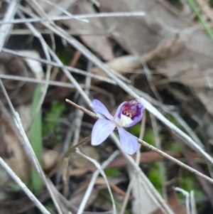 Cyanicula caerulea at Aranda, ACT - suppressed