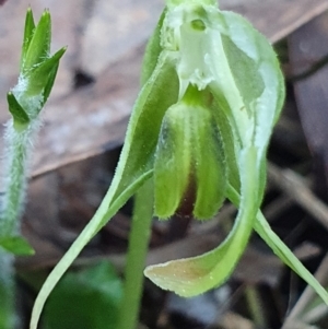 Pterostylis nutans at Aranda, ACT - 26 Aug 2024