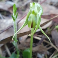 Pterostylis nutans at Aranda, ACT - 26 Aug 2024