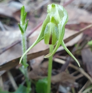 Pterostylis nutans at Aranda, ACT - 26 Aug 2024