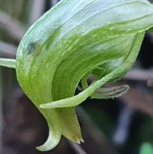 Pterostylis nutans at Aranda, ACT - 26 Aug 2024