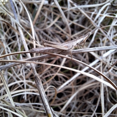 Keyacris scurra (Key's Matchstick Grasshopper) at Dalton, NSW - 26 Aug 2024 by forest17178