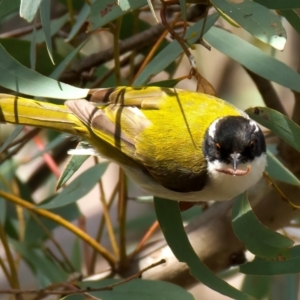 Melithreptus lunatus at Ainslie, ACT - 17 Aug 2024