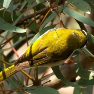 Melithreptus lunatus at Ainslie, ACT - 17 Aug 2024