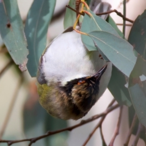 Melithreptus lunatus at Ainslie, ACT - 17 Aug 2024