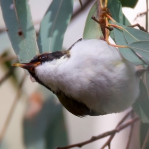 Melithreptus lunatus at Ainslie, ACT - 17 Aug 2024