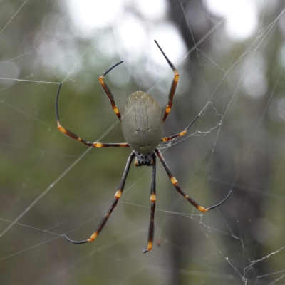 Trichonephila edulis (Golden orb weaver) at Jerrawangala, NSW - 17 Apr 2024 by RobG1